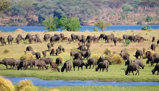 Zimbabwe